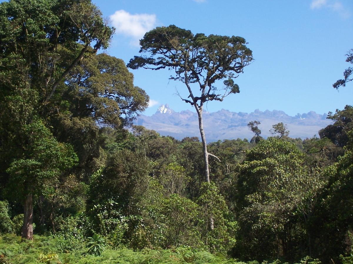 Castle Forest Lodge Mount Kenya National Park Exterior foto