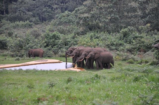 Castle Forest Lodge Mount Kenya National Park Exterior foto